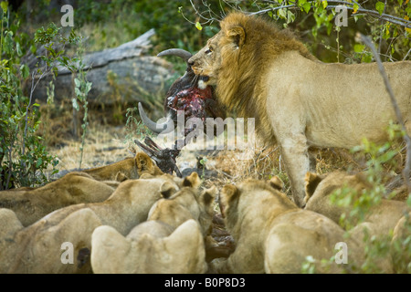 Male lion standing holding buffalo skull and bones in mouth watching over pride of female lions busy feeding on prey Okavango Botswana Africa Stock Photo