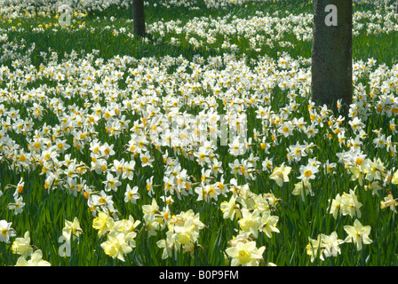 Park of Daffodils, Aberdeen, Scotland Stock Photo