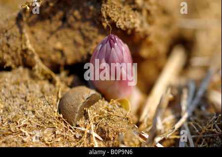 Organic Asparagus growing in the soil Stock Photo