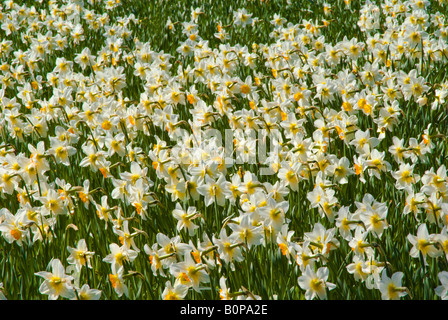 Park of Daffodils, Aberdeen, Scotland Stock Photo