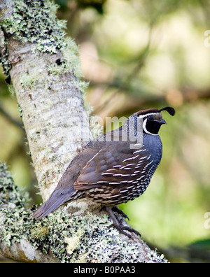 Male California Quail at Point Reyes National Seashore. Stock Photo