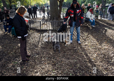 Halloween Dog Parade, Tompkins Square Park, New York City Stock Photo