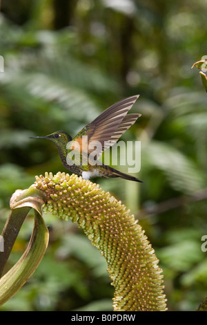 Buff tailed Hummingbird - Boissoneaua flavescens - in the Mindo Cloud Forest in Pichincha Province in Northern Ecuador Stock Photo