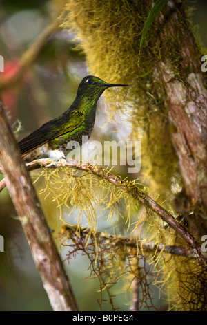 Buff tailed Hummingbird - Boissoneaua flavescens - in the Mindo Cloud Forest in Pichincha Province in Northern Ecuador Stock Photo