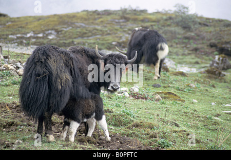 yak(bos brunniens) yak (bos brunniens) female with calf near tawang at 13000 feet arunachal pradesh, india. Stock Photo