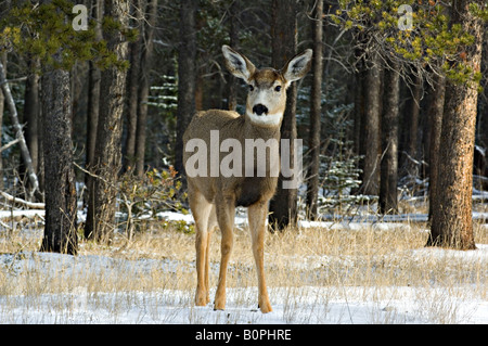 A young Mule Deer looking forward Stock Photo