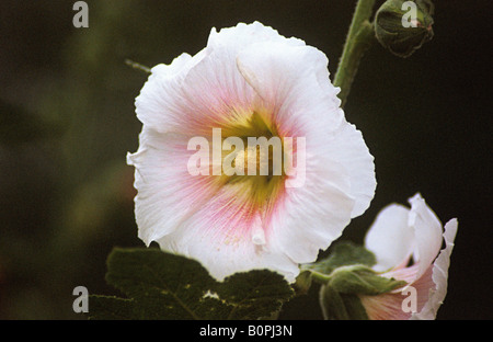 Hollyhock (Alcea Rosea) fam malvaceae, at mahabaleshwar, india. Stock Photo