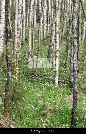 Wood anemones at forest Stock Photo