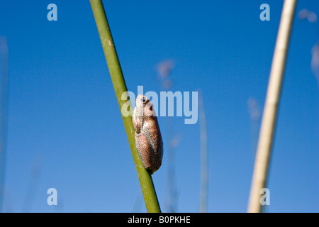 close-up Wide-angle landscape female painted reed frog lying on a single diagonal green papyrus reed in marsh Okavango Delta Botswana Africa Stock Photo