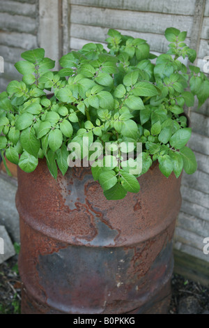 Growing potatoes in a large potato bucket container at home in the back garden spuds are a nutritious staple food Stock Photo