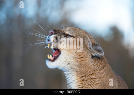 Cougar or Mountain Lion in Winter, Minnesota Stock Photo