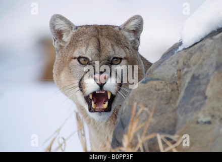 Cougar or Mountain Lion in Winter, Minnesota Stock Photo