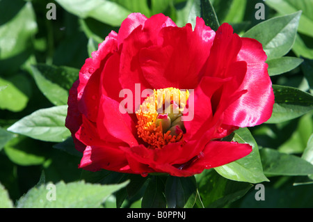 A very red peony paeonia Blaze flower shot closeup. Stock Photo