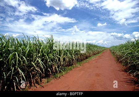 Sugar cane plantation at Santa Elisa s farm state of Sao Paulo Brazil 04 11 05 Stock Photo
