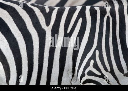 Zebra Stripes Stock Photo