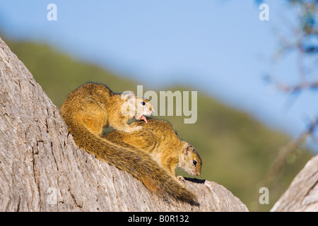 Tree squirrels Paraxerus Cepapi Stock Photo
