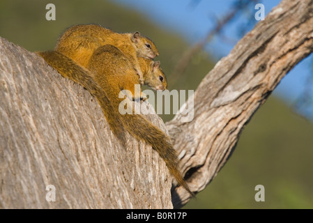 Tree squirrels Paraxerus Cepapi Stock Photo