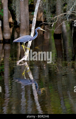 Tricolored heron in Everglades National Park Florida Stock Photo