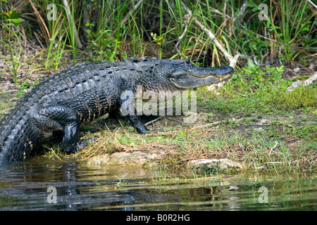 American Alligator in Everglades National Park Florida Stock Photo