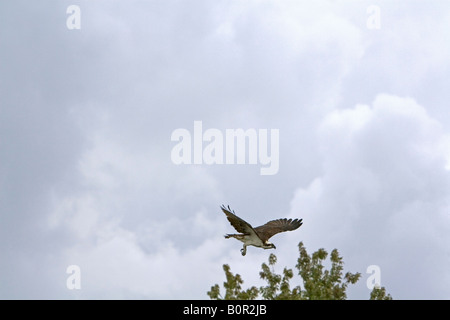 Osprey flying in Everglades National Park Florida Stock Photo