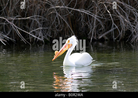 American White Pelican in the Snake River at Hagerman Idaho Stock Photo
