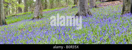 Bluebells in springtime in a Cotswold beechwood - Crickley Hill Country Park, Gloucestershire Stock Photo