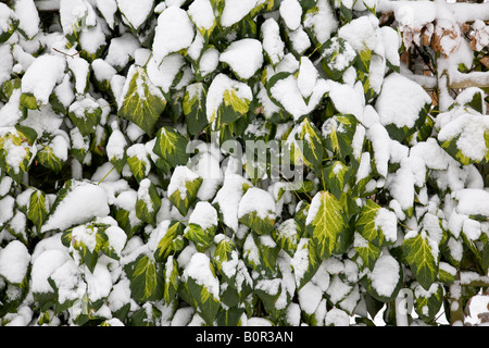 Snow covered Ivy, Surrey, England. Stock Photo