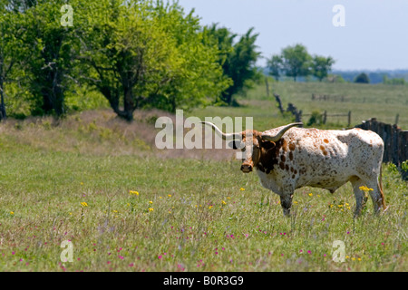 Texas longhorn graze in Washington County Texas Stock Photo