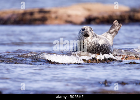 Grey Seal (halichoerus grypus) on rocks at high tide, Portgordon, Moray, Scotland, UK Stock Photo