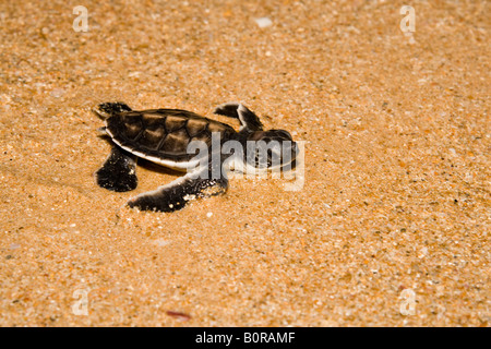 Baby Greenback Turtle hatchling - Chelonia mydas, struggles to get to the ocean after hatching. Stock Photo