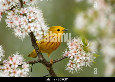 Yellow Warbler Perched in Cherry Blossoms Stock Photo