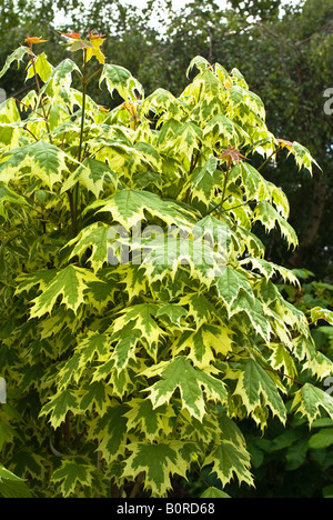 Spring foliage of acer platanoides Drummondii in May Stock Photo