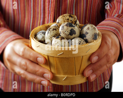 Organic Quail eggs in a basket with women's hands Stock Photo