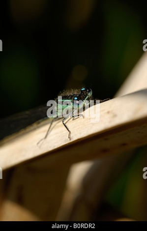 Blue tailed Damselfly perched on a dried iris leaf Stock Photo