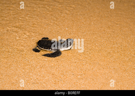 Baby Greenback Turtle hatchling - Chelonia mydas, struggles to get to the ocean after hatching. Stock Photo