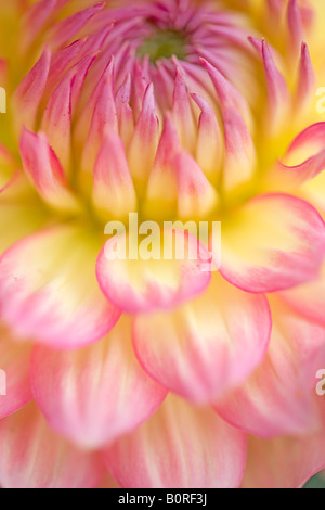 close up of petals yellow pink dahlia flower summer garden detail delicate floral botanical Stock Photo