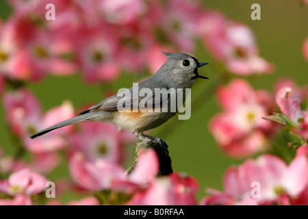 Tufted Titmouse Singing in Dogwood Blossoms Stock Photo