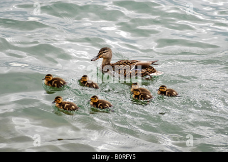 Mallard Duck with Ducklings Stock Photo