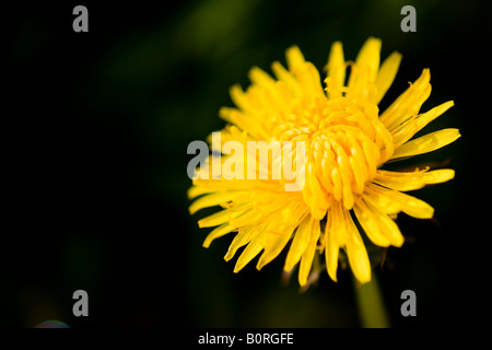 Dandilion flower with dark background (Taraxacum) Stock Photo