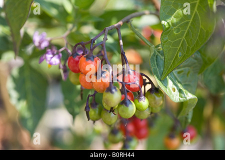 deadly nightshade plant toxic poisonous poison Stock Photo