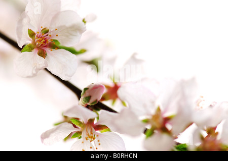 Macro of pink cherry blossoms isolated on white background Stock Photo ...