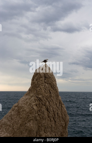 Seagull perched on a rock, Calpe, Costa Blanca, Spain, Europe Stock Photo