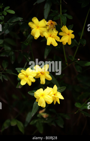 Japanese Jasmine aka Primrose Jasmine, Chinese Jasmine or Yellow Jasmine, Jasminum mesnyi Stock Photo