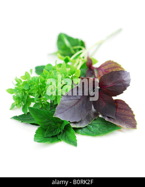 various leaves and twigs of basil plants isolated on white background ...