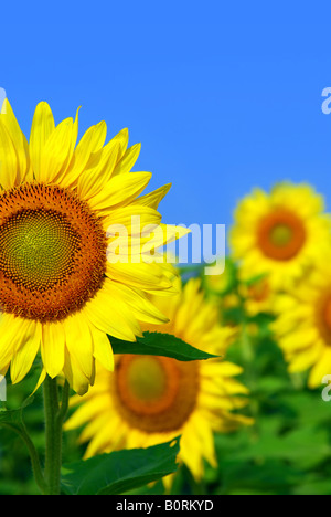 Field of blooming sunflowers with a blue sky background Stock Photo - Alamy
