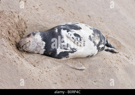 Dead grey seal 'Halichoerus grypus' pup washed-up on a Scottish beach Stock Photo