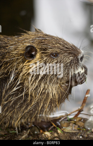 European Nutria myocastor coypus Sumpfbiber Stock Photo - Alamy