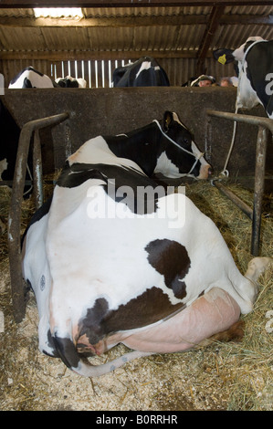 Holstien cow laid down in stall Lancashire England Stock Photo