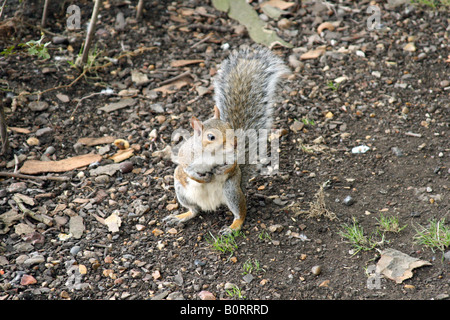Small squirrel playing at Russell Square Gardens in London, UK Stock Photo