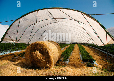 https://l450v.alamy.com/450v/b0rta6/straw-used-to-carpet-furrows-and-thus-protect-the-crop-of-growing-b0rta6.jpg